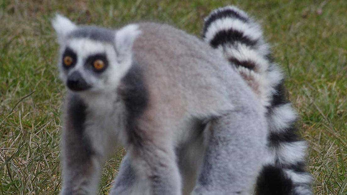 Twycross Zoo